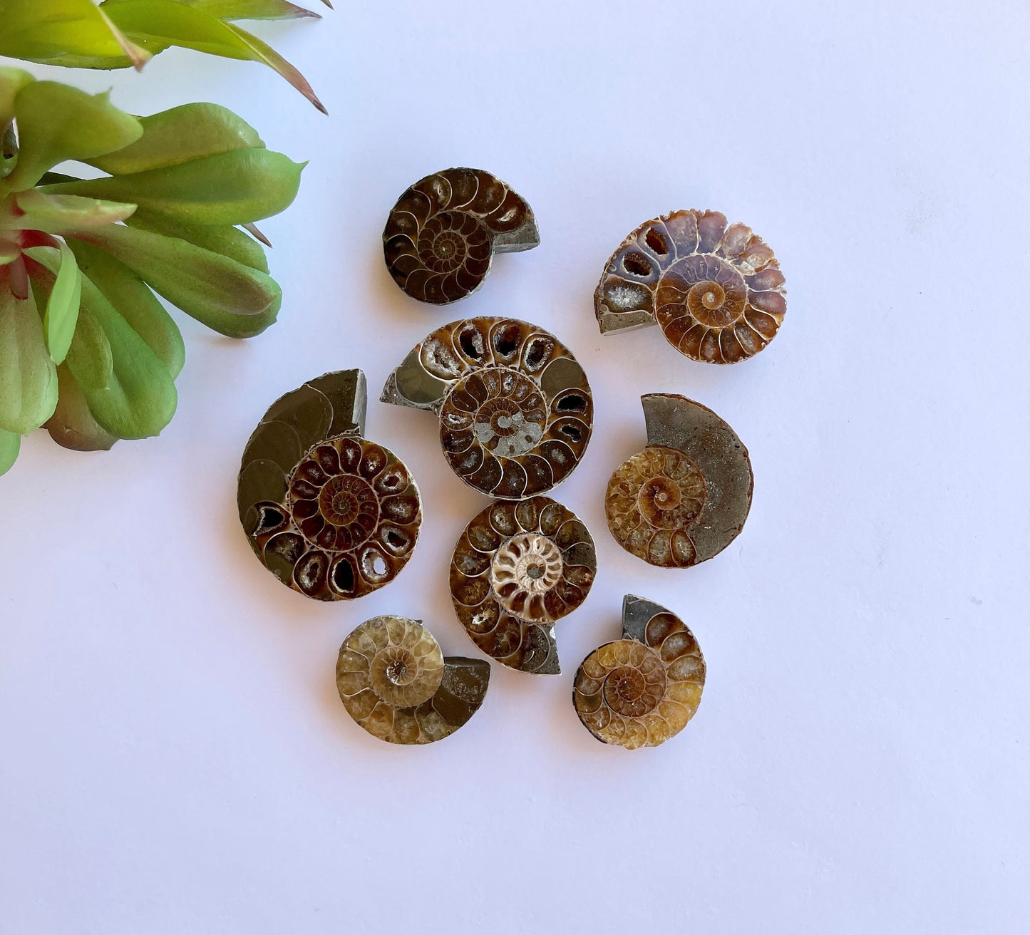 Ammonite Fossil Half Stone