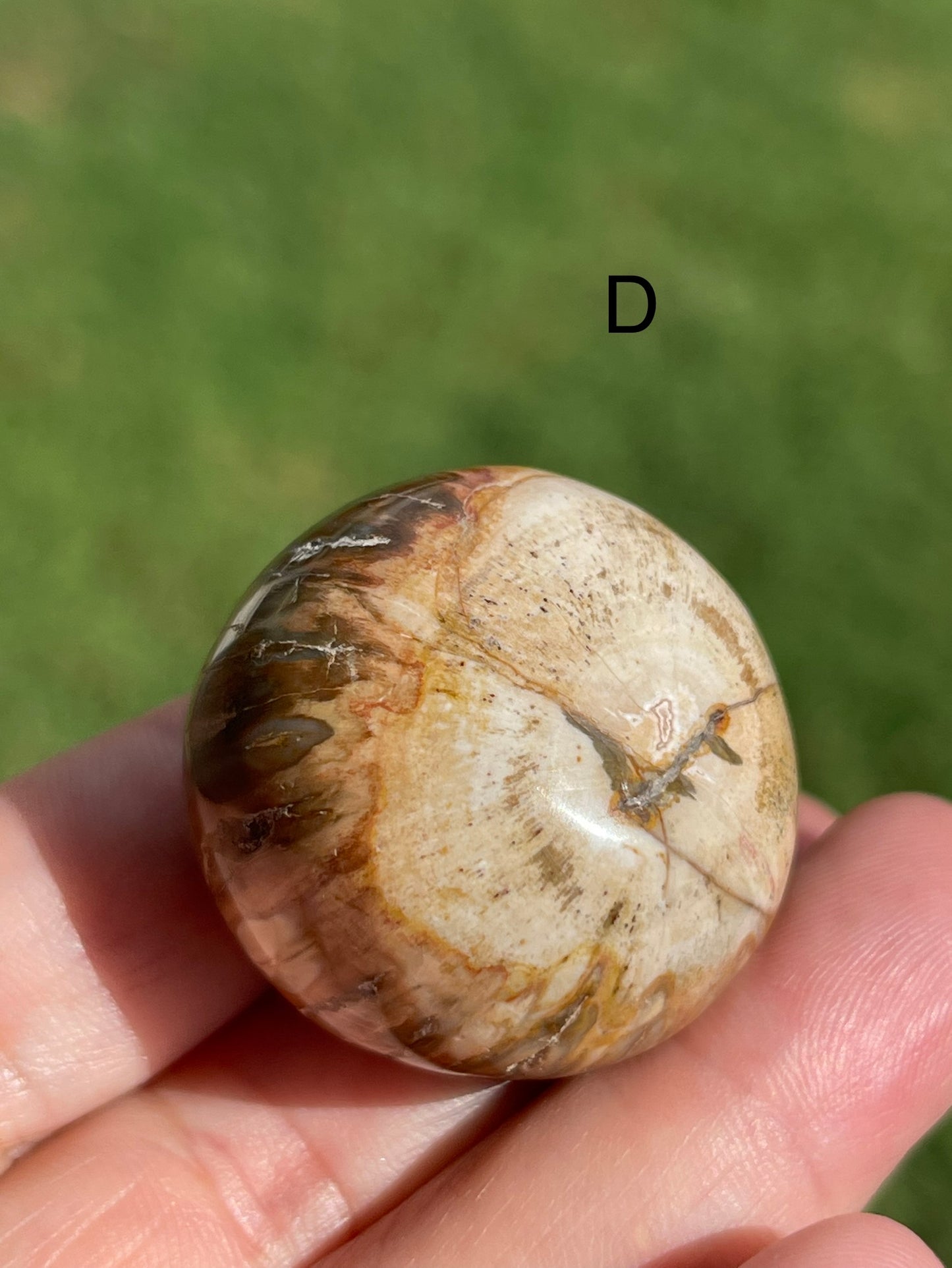 Petrified Wood large Tumble