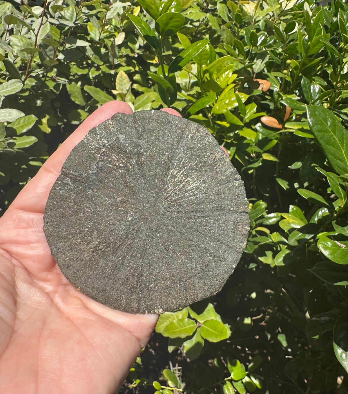 Pyrite Sun Specimen