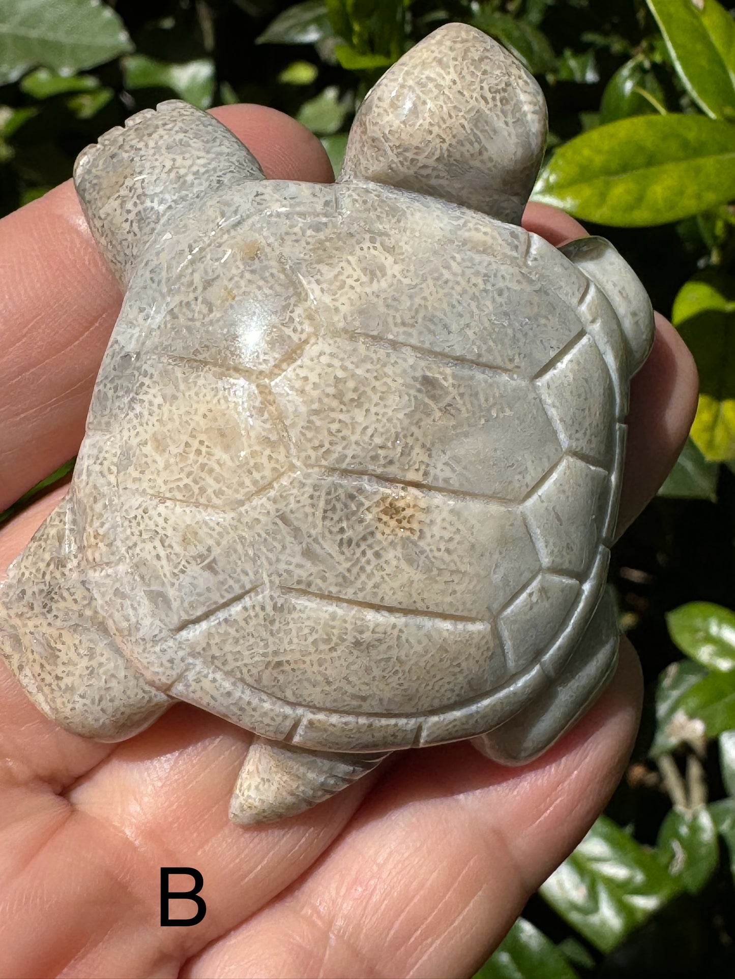 Coral Jasper Tortoise Carving