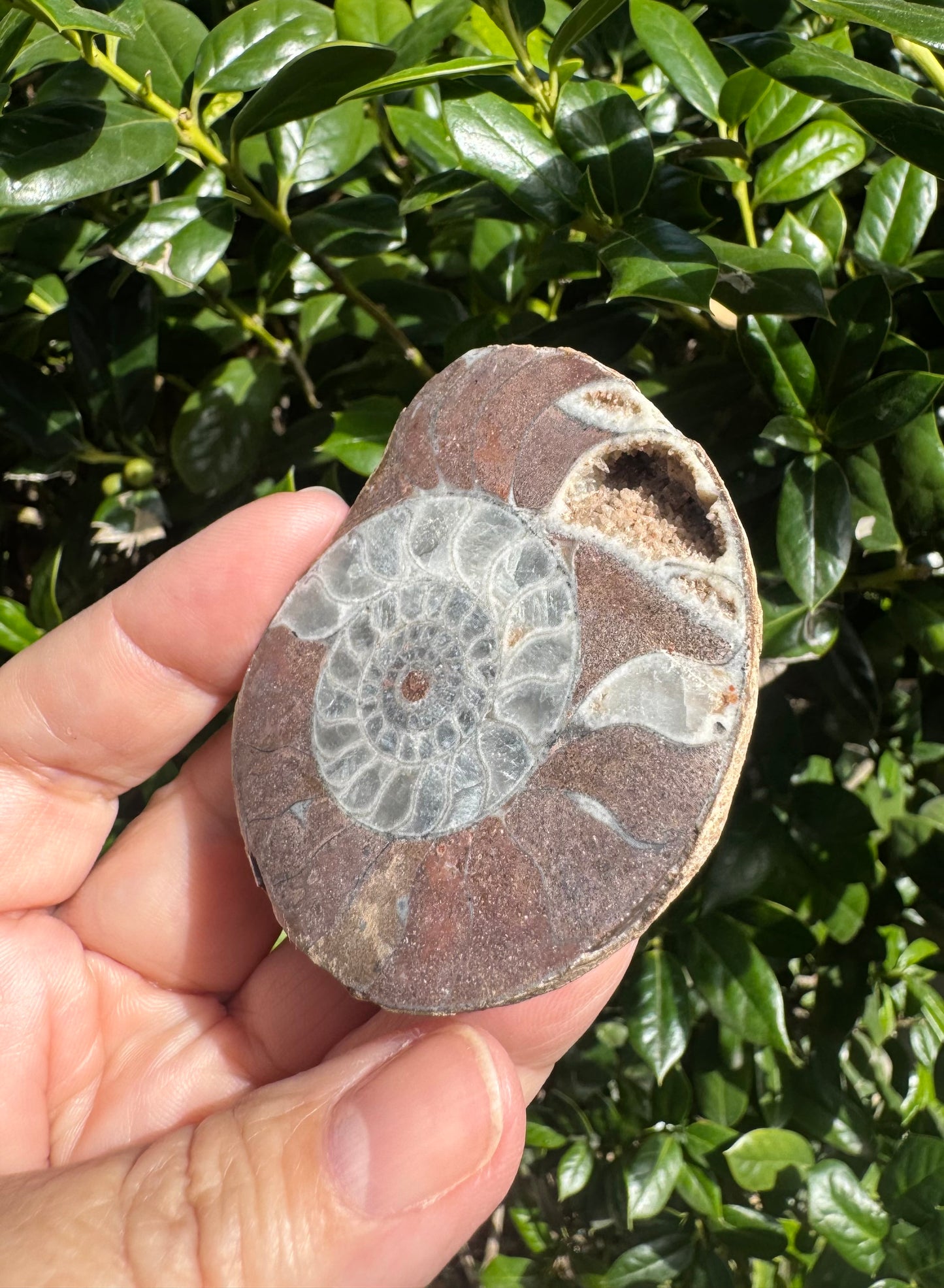 Natural Ammonite Fossils with Calcite UV Reactive