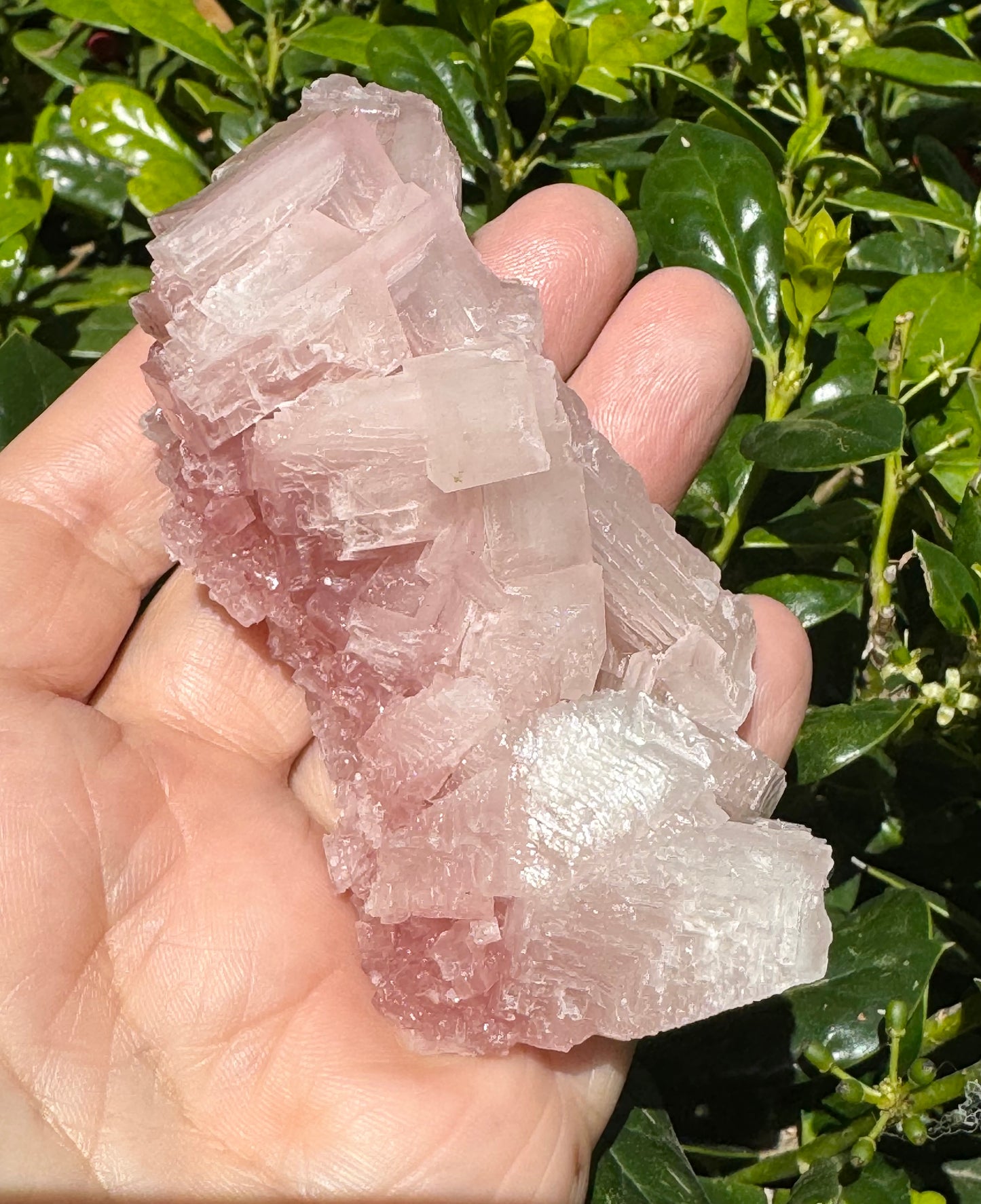 Pink Halite Crystal Specimen