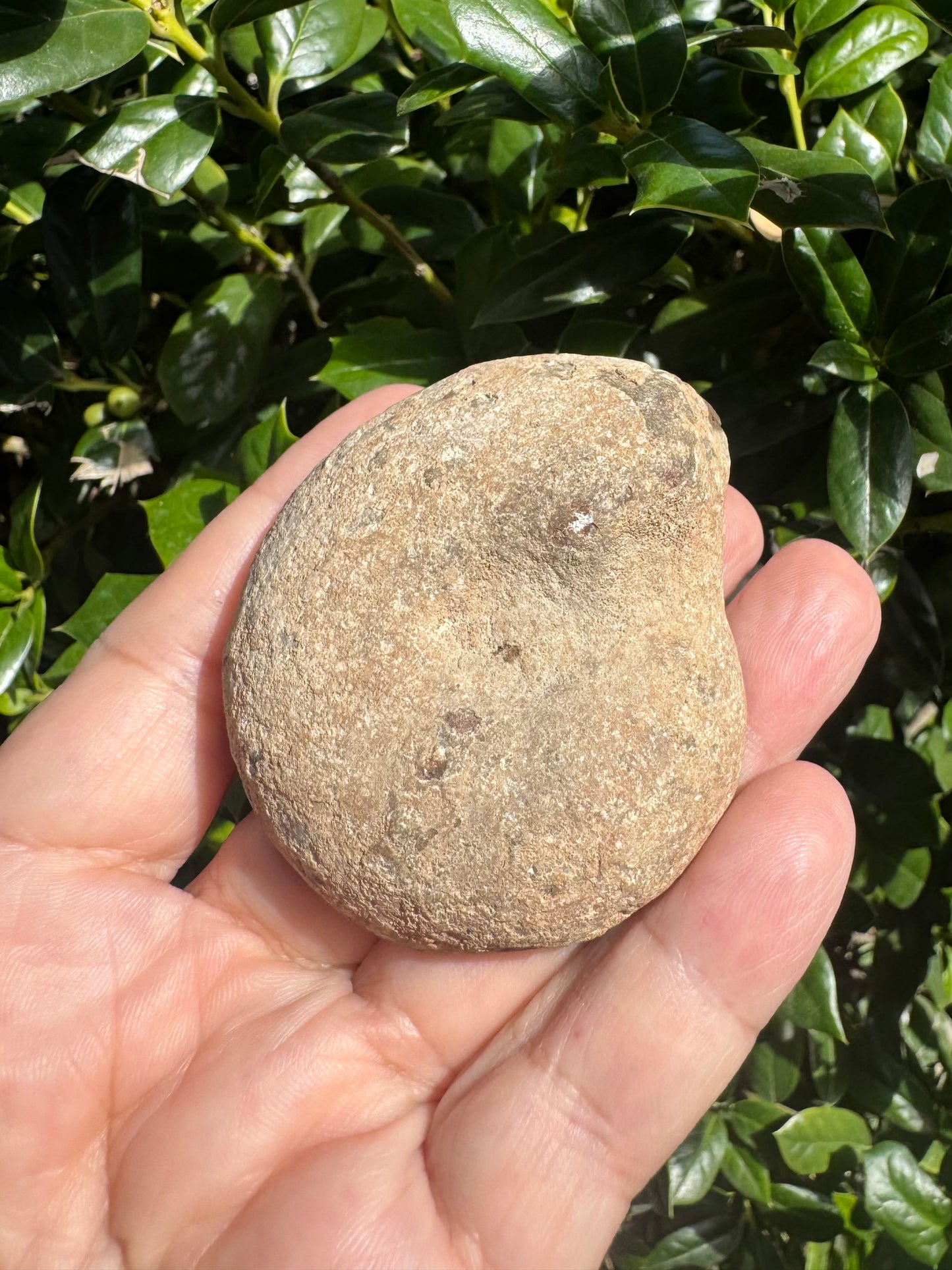 Natural Ammonite Fossils with Calcite UV Reactive