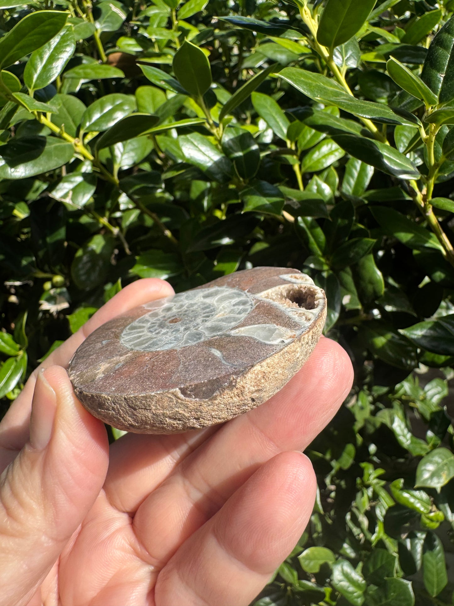 Natural Ammonite Fossils with Calcite UV Reactive