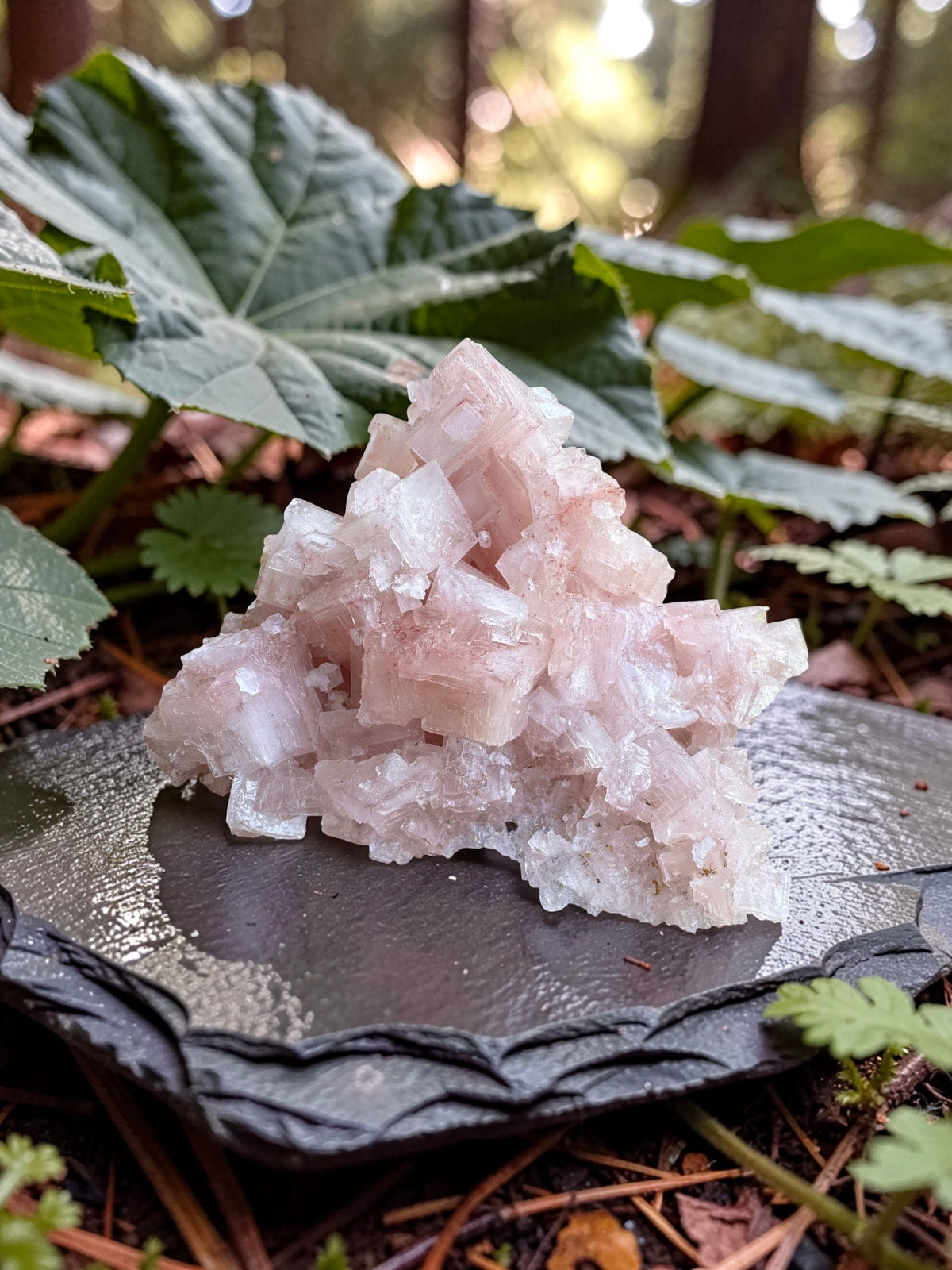 Pink Halite Crystal Specimen