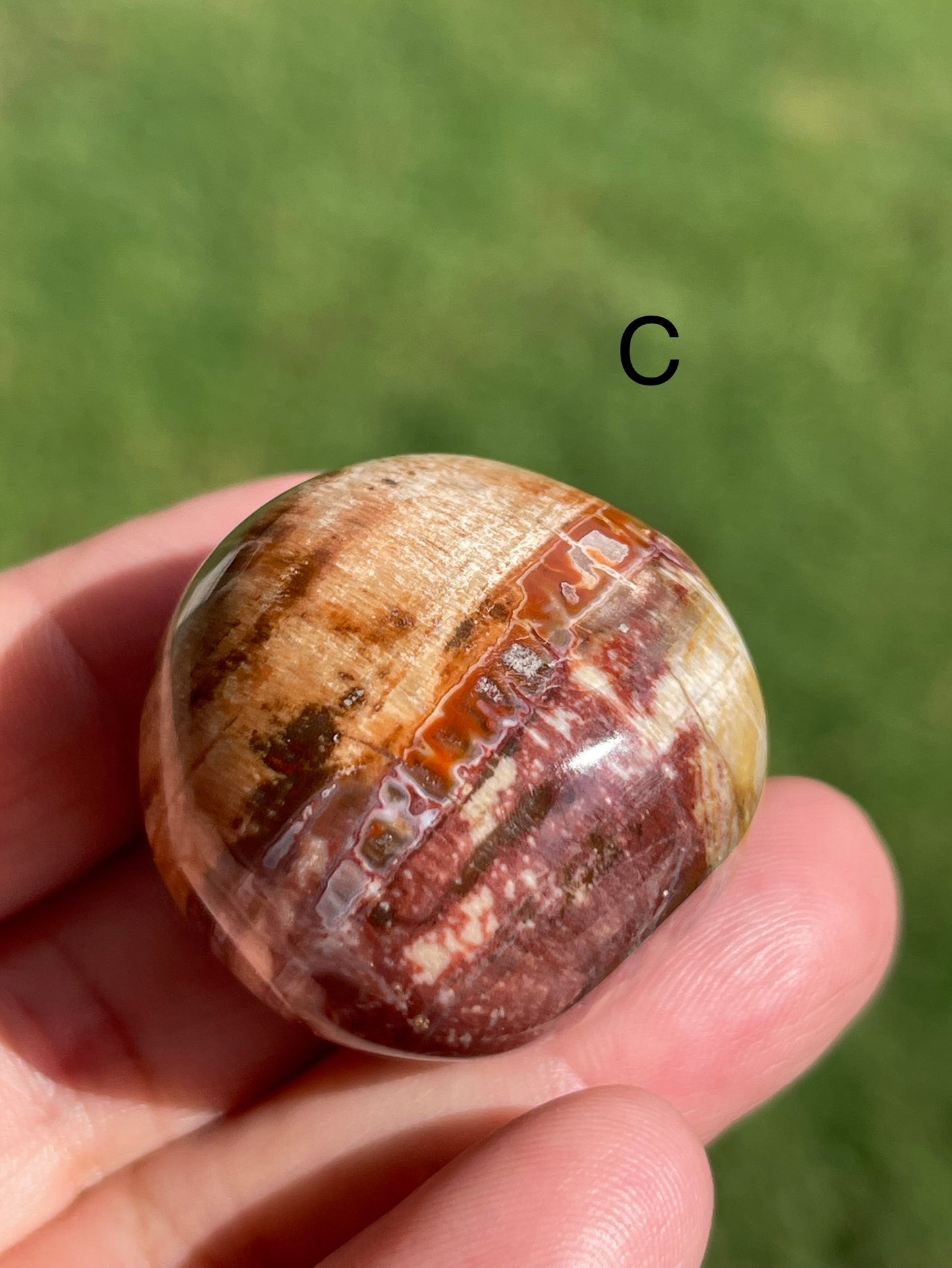 Petrified Wood large Tumble