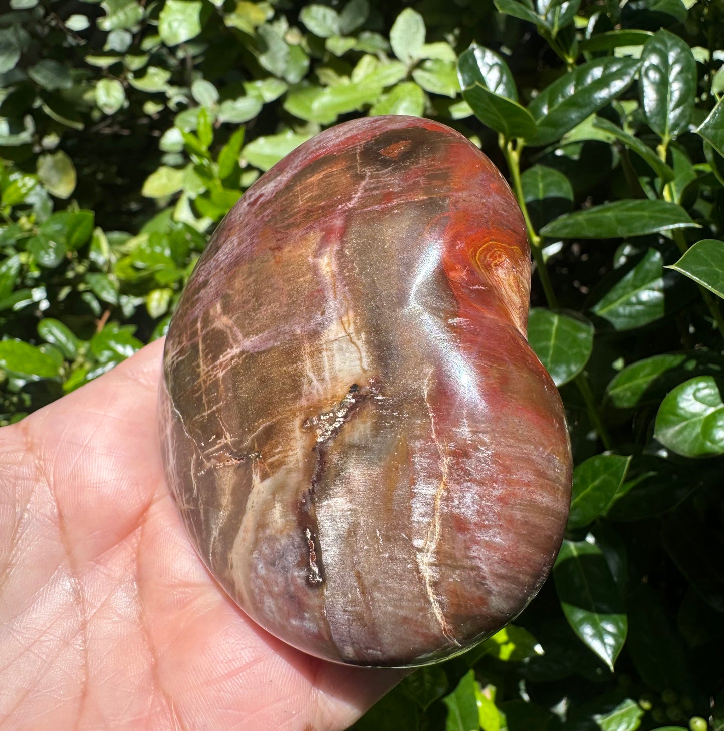 Petrified Wood Heart