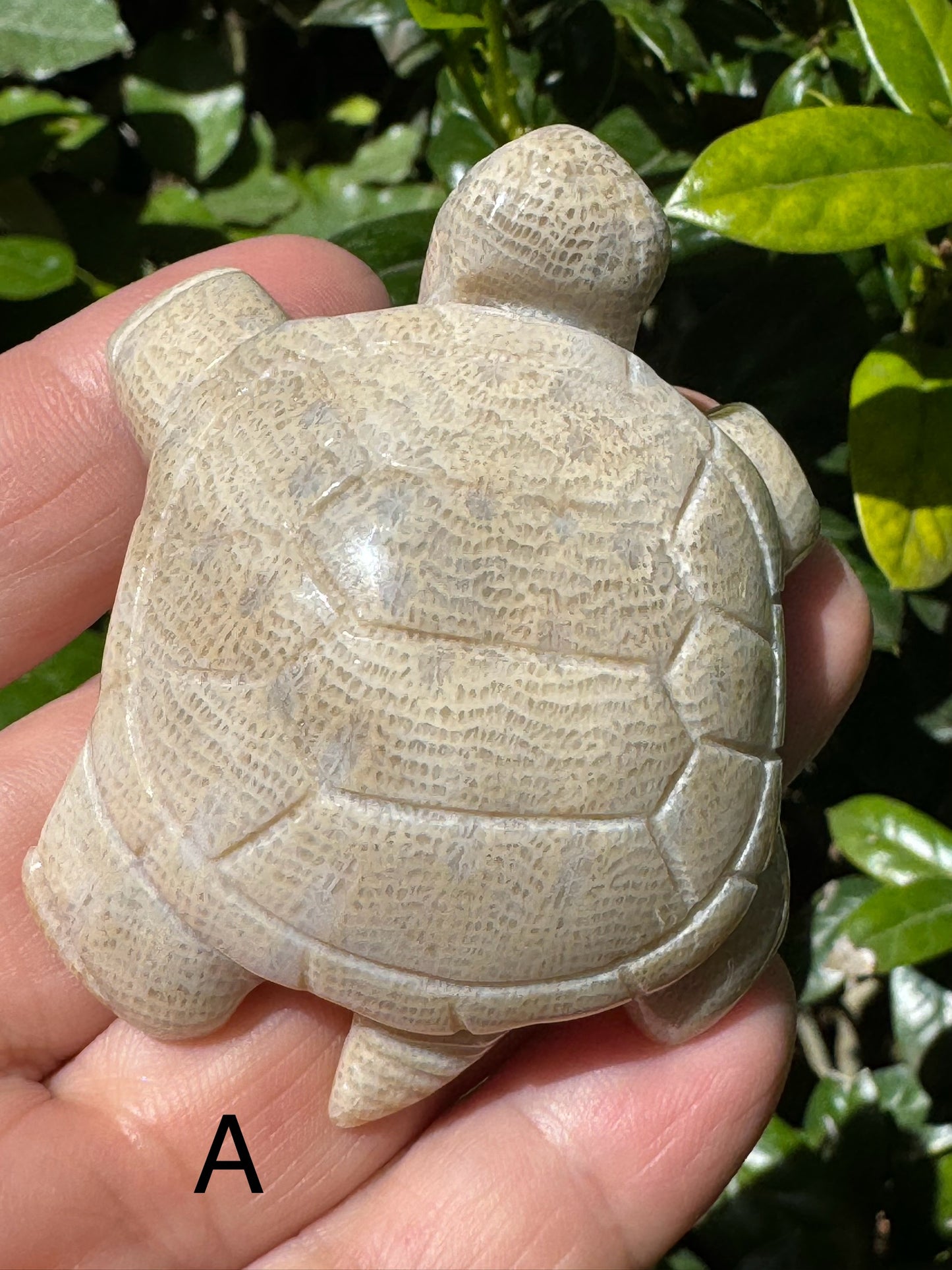 Coral Jasper Tortoise Carving