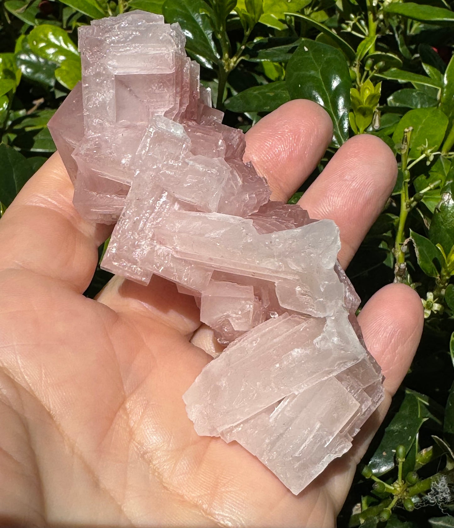 Pink Halite Crystal Specimen