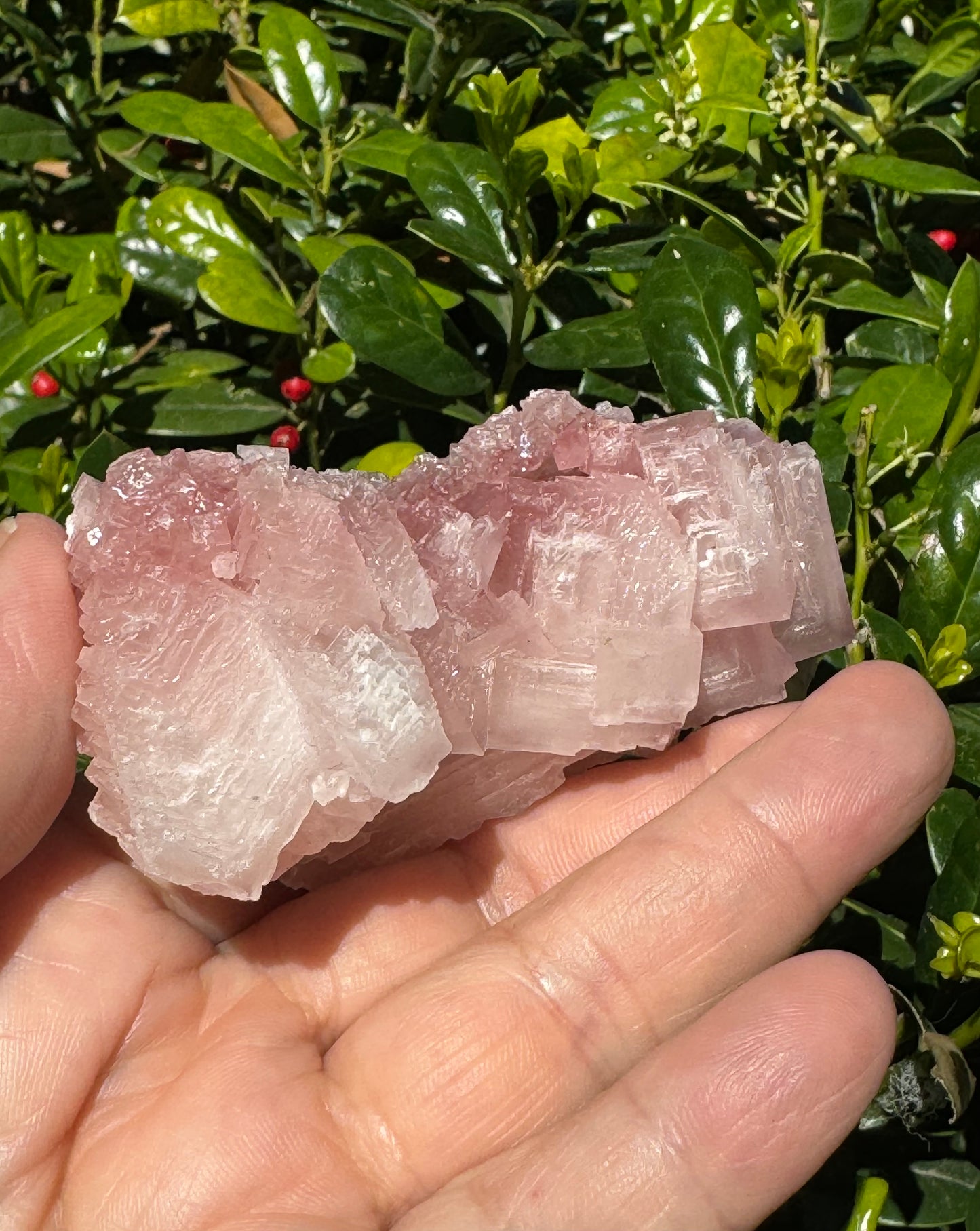 Pink Halite Crystal Specimen