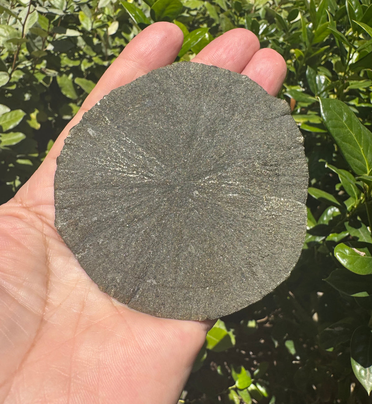 Pyrite Sun Specimen