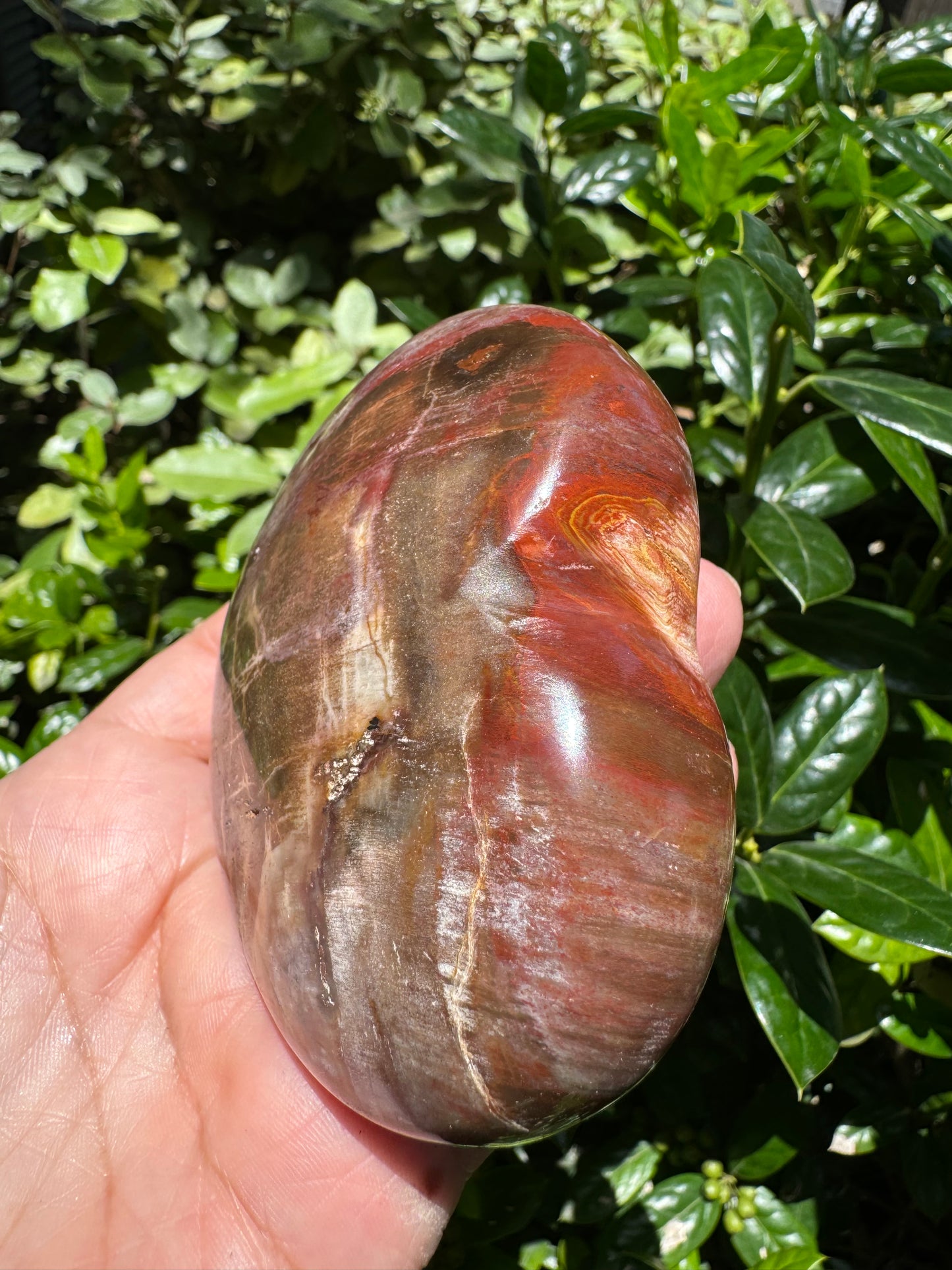 Petrified Wood Heart