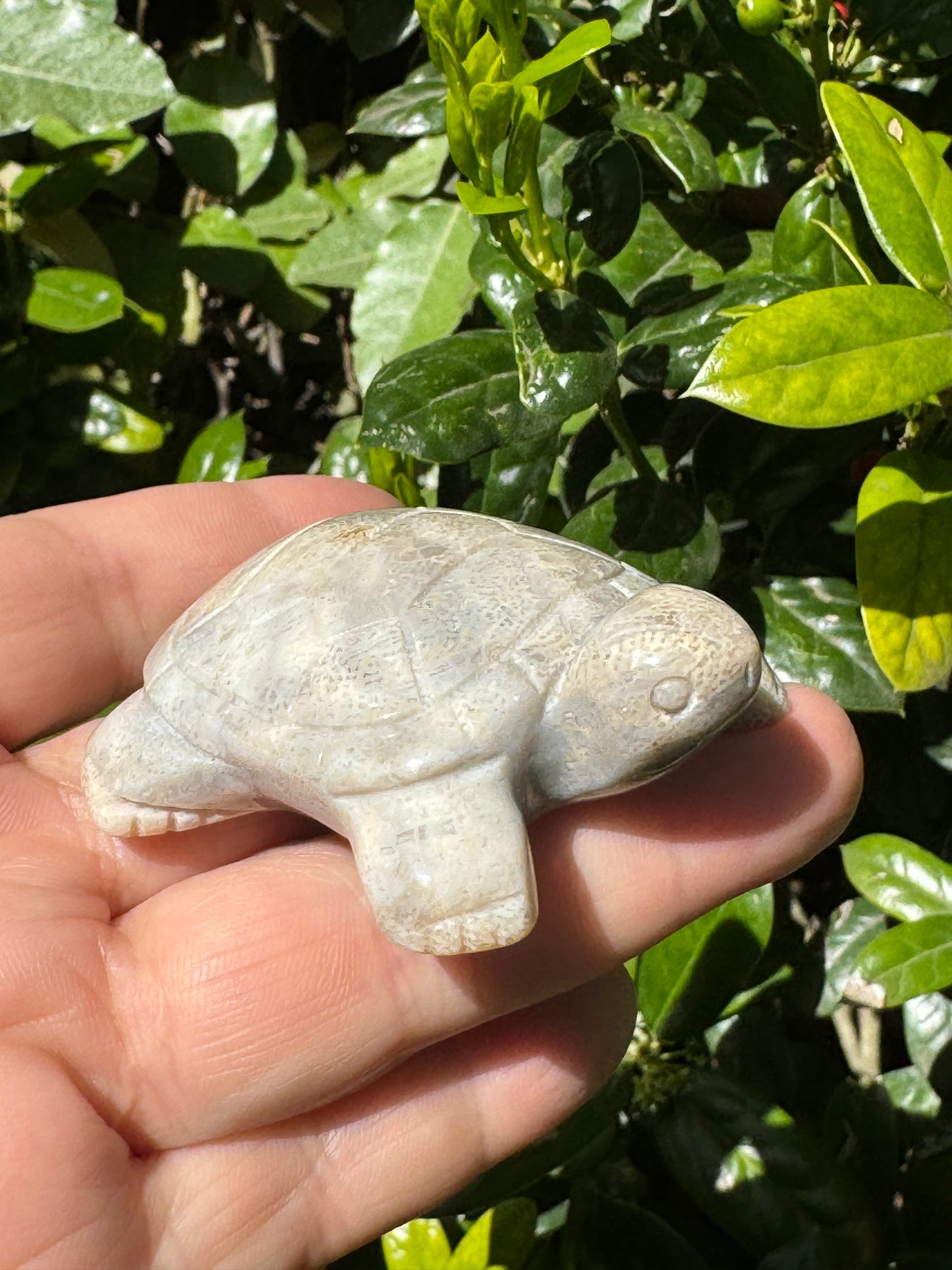 Coral Jasper Tortoise Carving