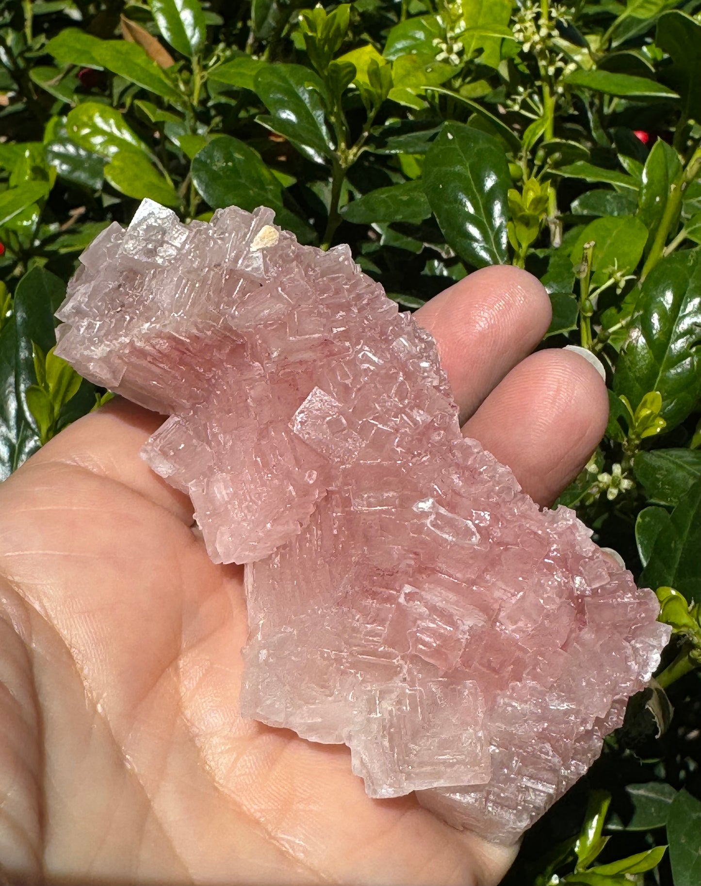 Pink Halite Crystal Specimen