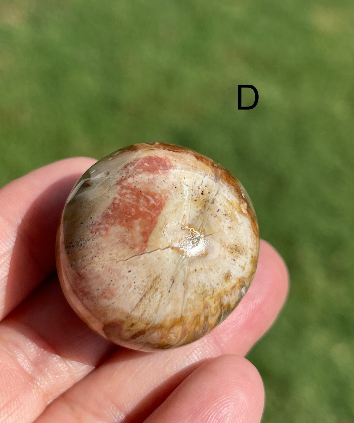 Petrified Wood large Tumble