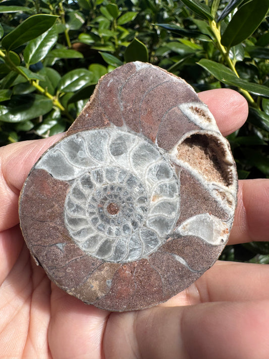 Natural Ammonite Fossils with Calcite UV Reactive