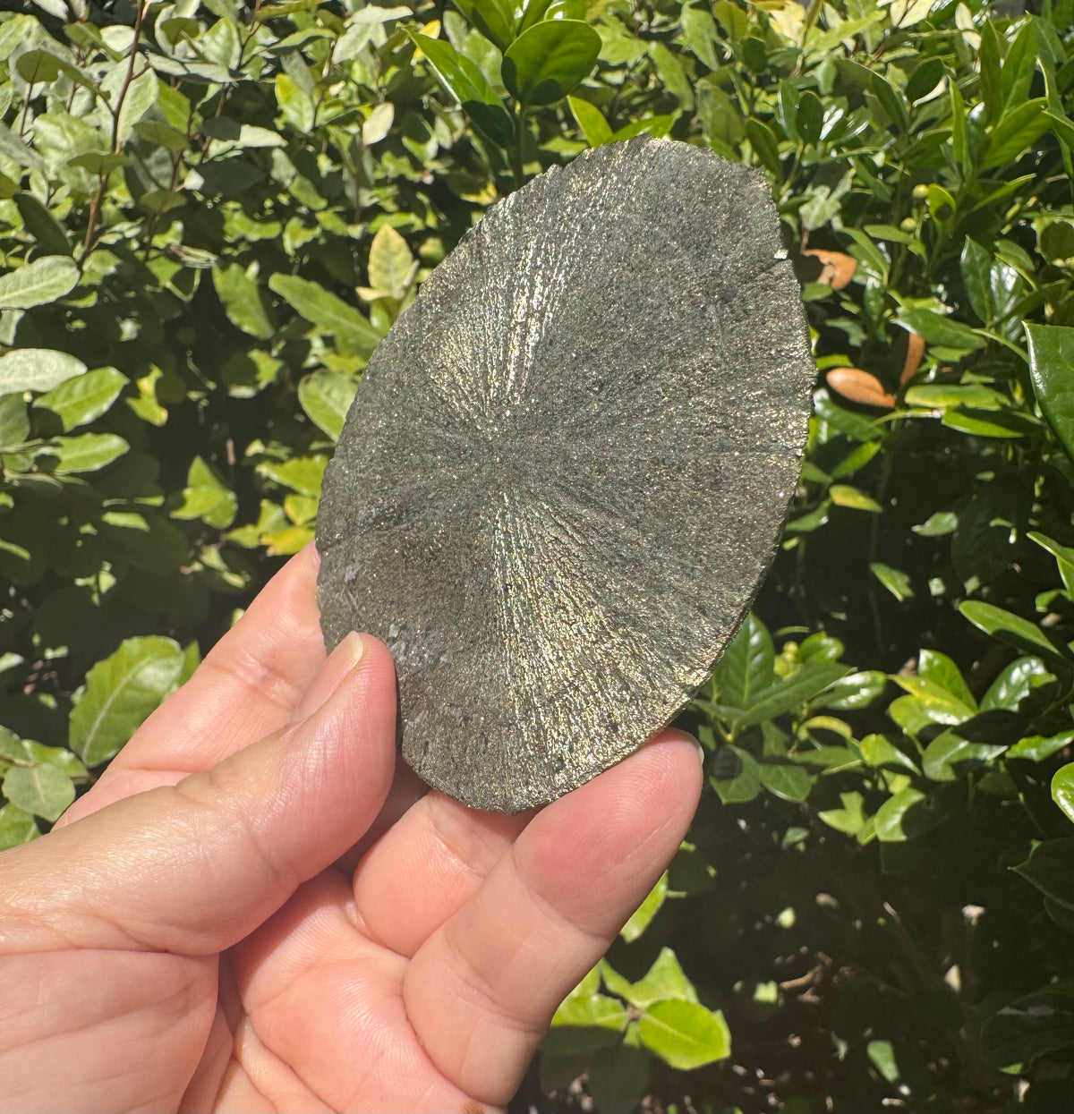 Pyrite Sun Specimen