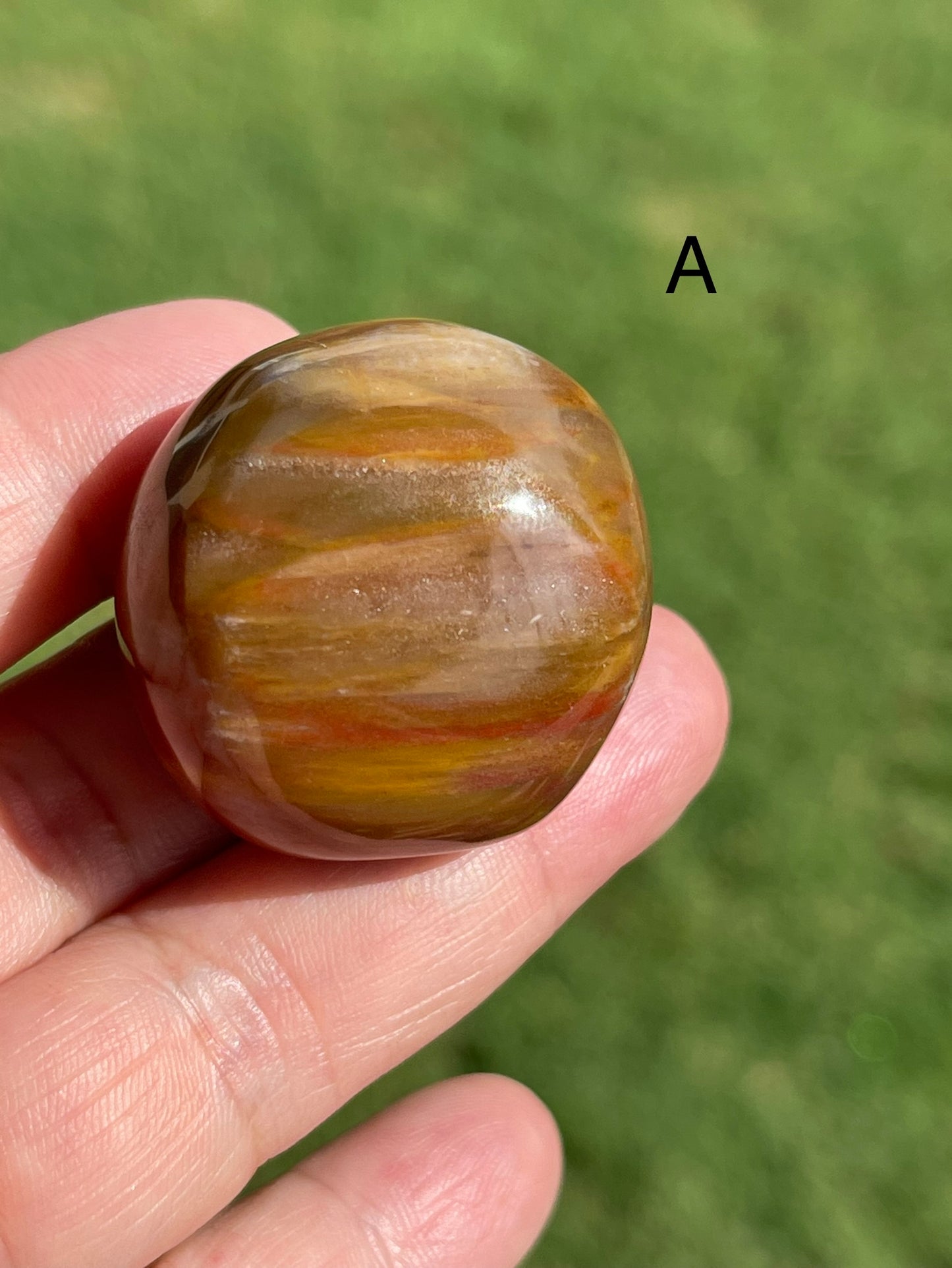 Petrified Wood large Tumble